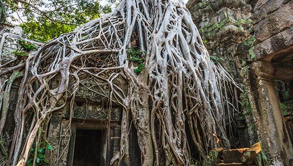 לטפס למעלה: הרובוט שמקבל השראה מצמחים מטפסים לטפס למעלה: הרובוט שמקבל השראה מצמחים מטפסים