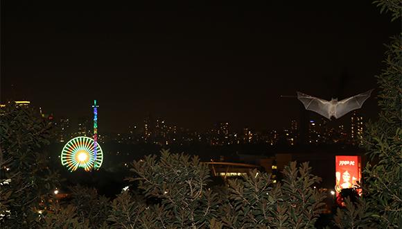 עטלף תל אביבי בפעולה. צילום: שטפן גרייף עטלף תל אביבי בפעולה. צילום: שטפן גרייף